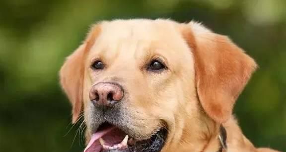 狗狗可以吃人的维生素B吗（探讨宠物犬是否需要补充维生素B）