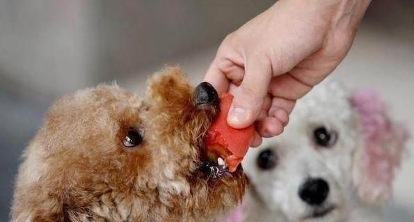狗狗可以吃人的维生素B吗（探讨宠物犬是否需要补充维生素B）