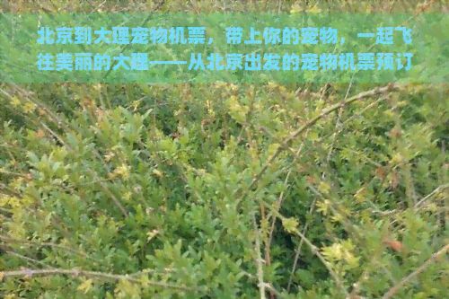 北京到大理宠物机票，带上你的宠物，一起飞往美丽的大理——从北京出发的宠物机票预订指南
