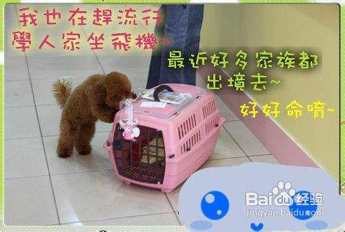 带宠物去泰国