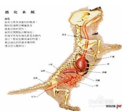 狗狗消化不好？狗狗特殊的消化结构