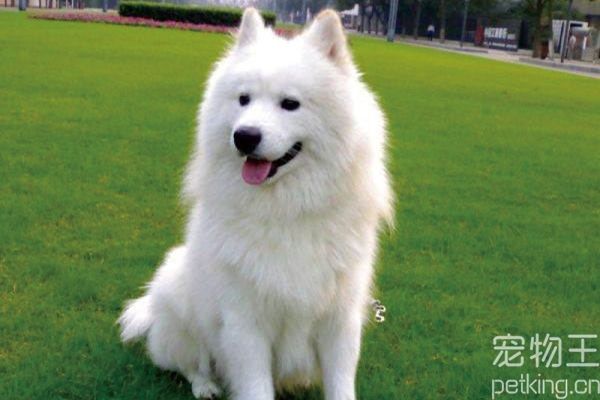萨摩耶犬如何训练