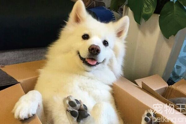 萨摩耶犬如何训练