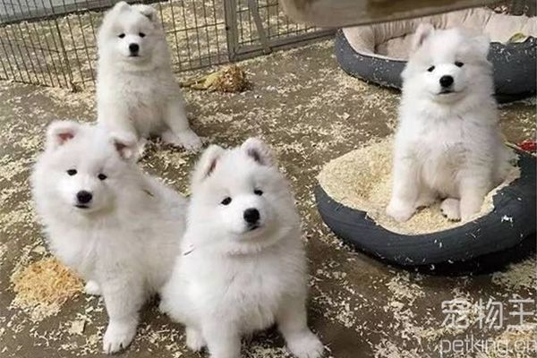 萨摩耶犬如何训练