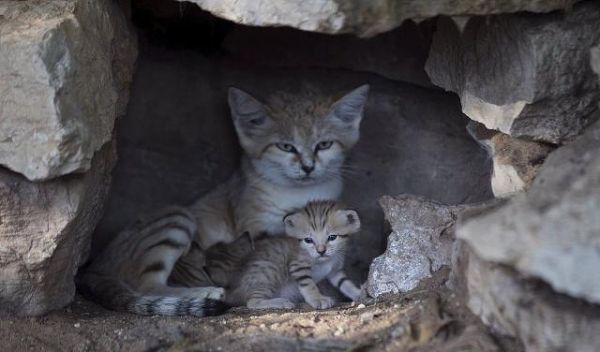 第一次养小猫咪，你得准备些什么东西，才能照顾好一只小猫咪呢