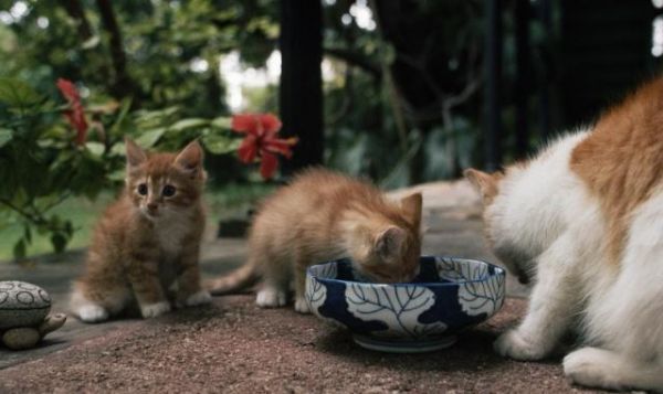 第一次养小猫咪，你得准备些什么东西，才能照顾好一只小猫咪呢