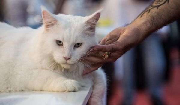 第一次养小猫咪，你得准备些什么东西，才能照顾好一只小猫咪呢