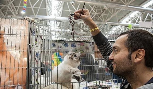 第一次养小猫咪，你得准备些什么东西，才能照顾好一只小猫咪呢