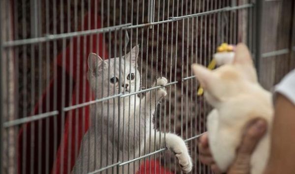 第一次养小猫咪，你得准备些什么东西，才能照顾好一只小猫咪呢