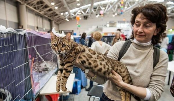 第一次养小猫咪，你得准备些什么东西，才能照顾好一只小猫咪呢
