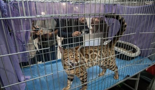 第一次养小猫咪，你得准备些什么东西，才能照顾好一只小猫咪呢