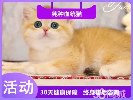 爱吃甜筒的猫咪·【金渐层】甜甜蜜蜜的金渐层宝贝 英国金渐层 优秀的家庭伴侣猫~