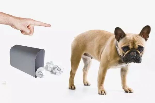 狗狗犯错如何惩罚?并非打一顿那么简单!