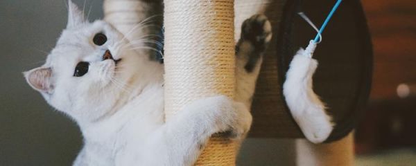 猫咪背拱起来是什么意思 猫咪背总是拱起来