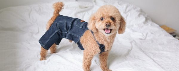 狗狗的行为问题有哪些 狗狗有哪些行为问题