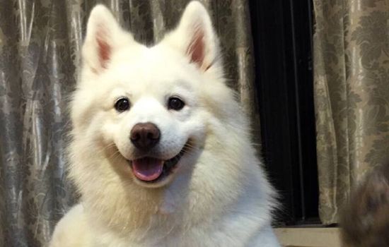 狗狗兴奋度太高怎么办 怎么降低狗狗兴奋度