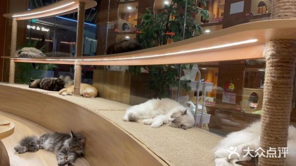 深圳宠物美容店