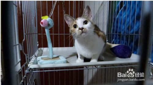 救助小猫怎么做