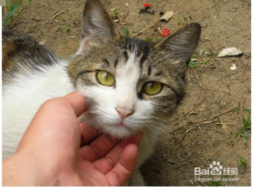 救助小猫怎么做