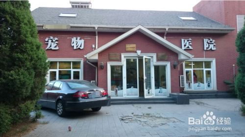 救助小猫怎么做
