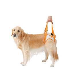 高龄犬后脚背带宠物背带牵引绳 老年狗辅助带狗带狗狗行走助力带