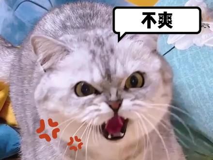被称为邪恶银渐层，都是有原因的 #银渐层 #猫咪冷知识 #科学养猫 #养猫经验 #猫咪 