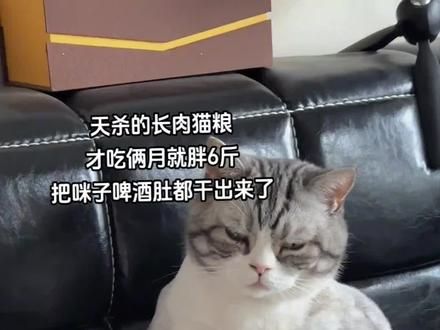 #养猫经验分享 #养猫人 #萌宠出道计划 #我和我的猫 #萌宠日常记录