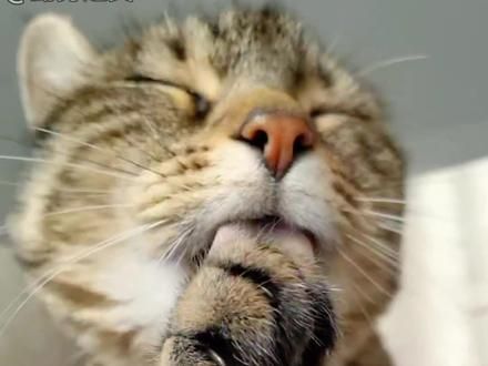 猫咪舌头上的倒刺有什么作用？#科普 #科普一下 #猫咪 #神奇动物在抖音 #猫
