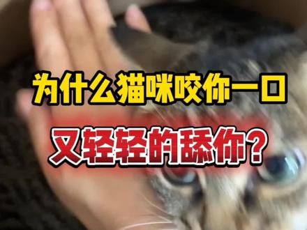 为什么猫咪咬你一口又突然舔你呢？#养猫经验分享 #养猫人 #新手养猫 #养宠进阶指南