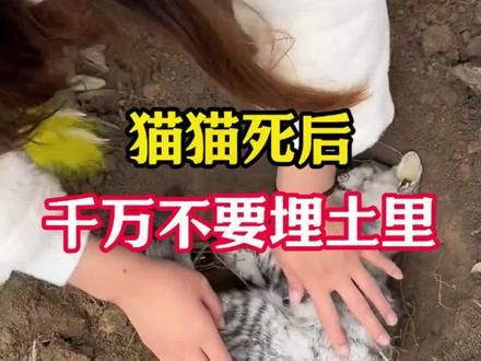 猫咪去世后，千万别埋到土里#猫咪 #养猫 #新手养猫 #养猫经验分享 #猫咪日常