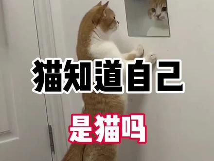 猫知道自己，是猫吗？答案是“不知道”#科学养宠攻略 #萌宠出道计划 #猫咪 #养猫人 #喵咪