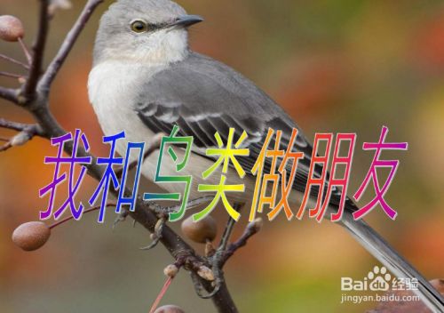 保护鸟类我们应该怎么做呢？