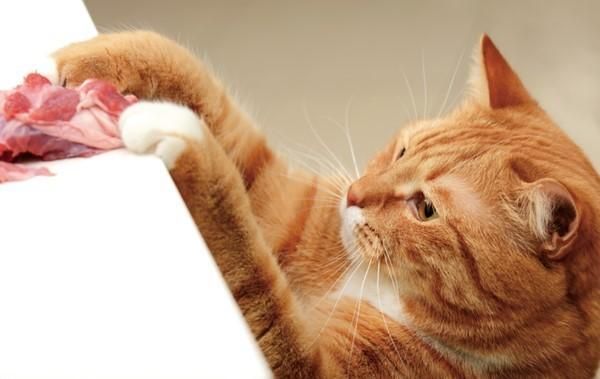 不只是挑嘴问题,宠物营养师警告,猫咪不可多吃鲔鱼！