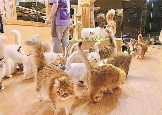 图为近日，福田一家猫咖店内，各类猫宠扎堆等待喂投。