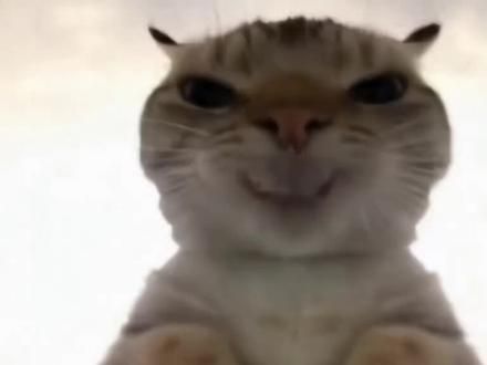 #这样的猫猫你们见过吗 #这猫看得我心情忐忑 #萌到爆炸了 鼠鼠来给你们发工资了