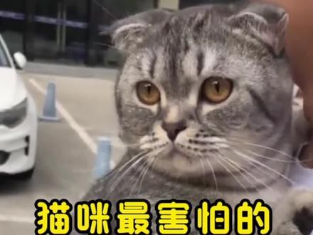 如果你想让你家的毛孩子多陪你几年，这四种行为一定不要做#猫咪 #科学养宠攻略 #萌宠 #养猫人 #养猫经验分享