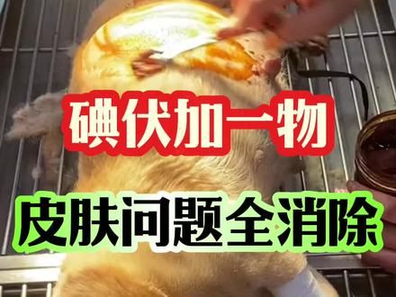 碘伏加一物，狗子皮肤问题都消除#新手养狗 #狗狗 #科学养宠攻略 #狗狗皮肤病 #养狗经验分享