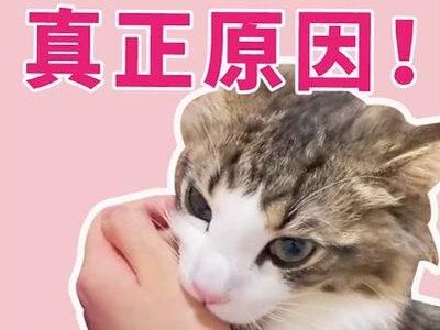 猫扑你咬你的真正原因 #猫扑人 #猫咬人 #新手养猫 #养猫经验分享 #猫行为