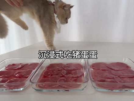 当你遇上不靠谱的组员，该怎么办呢？是默默扛下一切，还是 #猫咪沉浸式吃东西 #万物可爱计划 #夏日萌宠季 #干饭猫