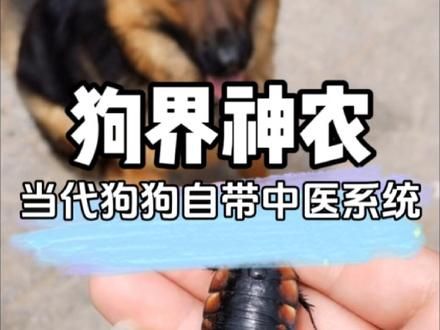不愧是中华田园犬，一出生就自带中医系统 #狗子成精了 #狗子特异功能 #这操作都看傻了