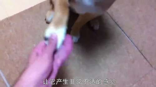 狗狗尿在沙发上怎么办