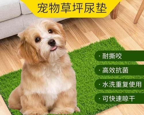 狗狗突然躺着尿怎么办（应对狗狗突然躺着尿的方法及预防措施）