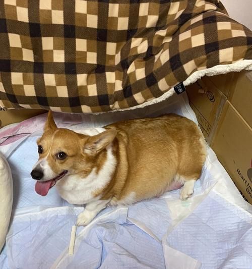 狗狗失禁了怎么办（如何帮助宠物克服尿失禁问题）