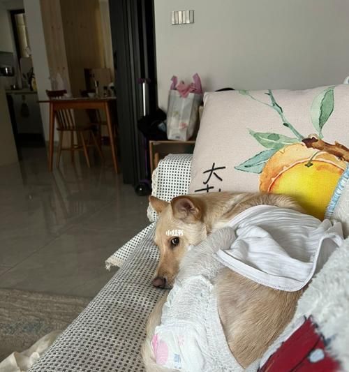 狗狗失禁了怎么办（如何帮助宠物克服尿失禁问题）