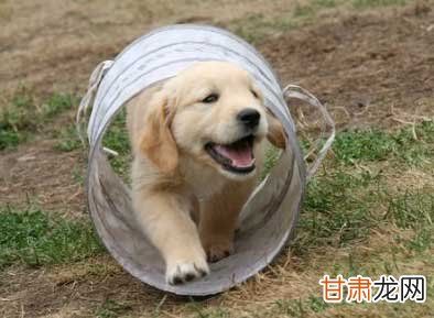 金毛训练小便