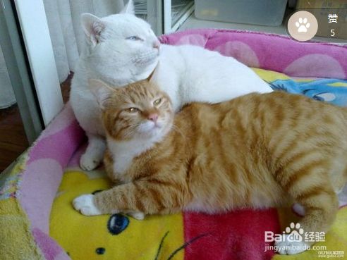 被猫咪抓伤应该怎么处理