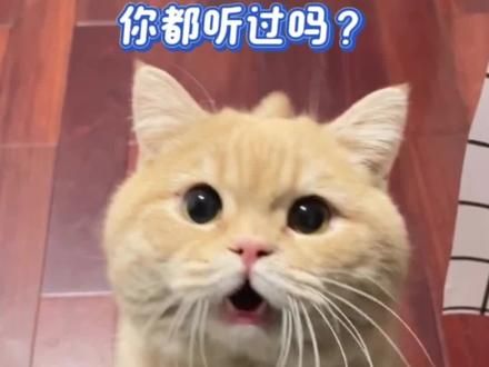 猫咪朝你撒娇的几种声音,你都听过吗?#养猫#新手养猫#养猫经验分享#养猫攻略#宠物