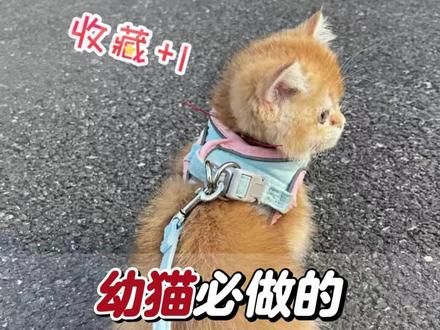 幼猫接到家,这5个社会化训练及时做 #新手养猫 #训练猫咪 #幼猫到家 #养猫经验 #养猫日常