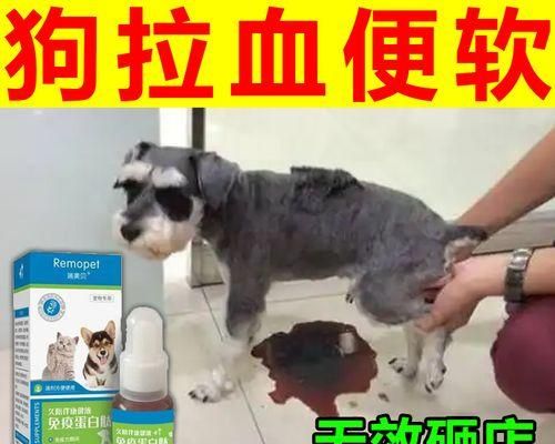 宠物细小症状全面解析（从病因到治疗，助你全面了解细小症状）