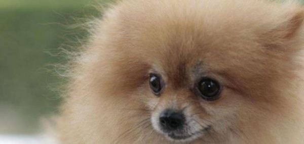 博美犬咳嗽的原因及治疗方法（探究博美犬咳嗽的症状、原因和治疗方法）